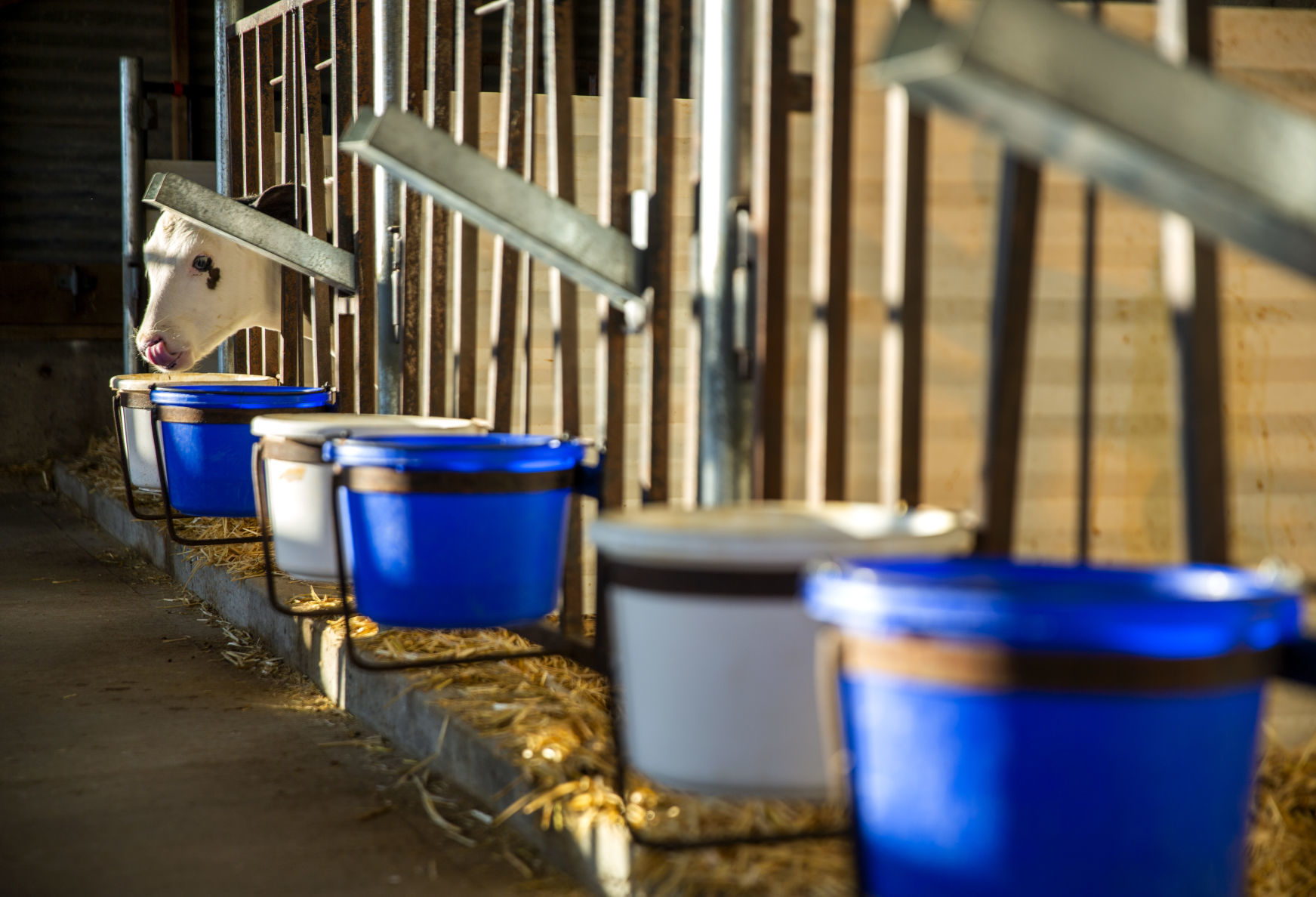Dairy farm